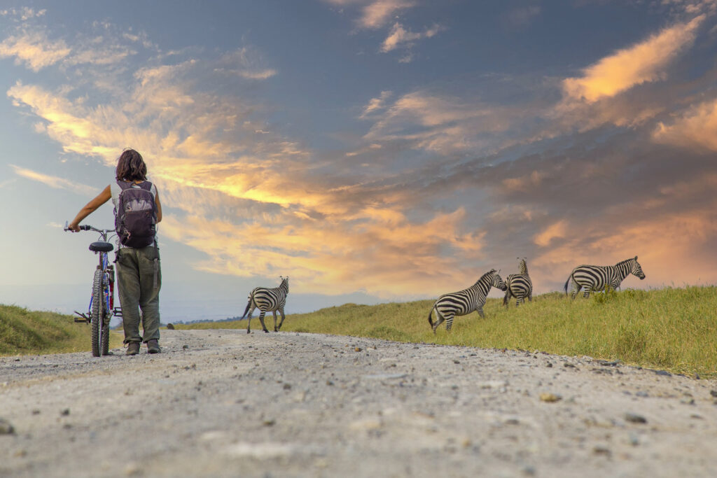 A girl on a bike next to Zebras in Naivasha in Hells Gate Park at sunset, Kenya
